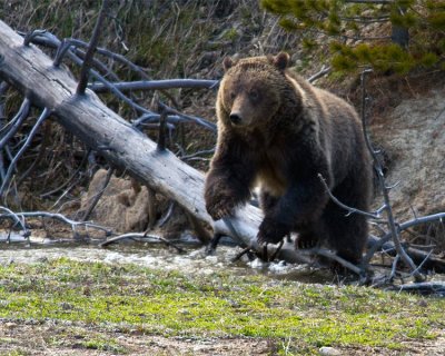 Grizzly Near Roaring Mountain Jumping Over a Downed Tree.jpg