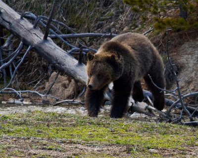 Grizzly Near Roaring Mountain Jumping Over a Downed Tree 2.jpg