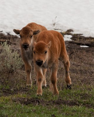 Pair of Bison Calves.jpg