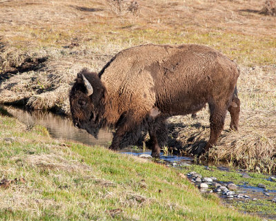 Bison Crossing Soda Butte Creek.jpg