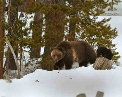 Grizzly Sow at Lake with COY Climbing on Stump.jpg