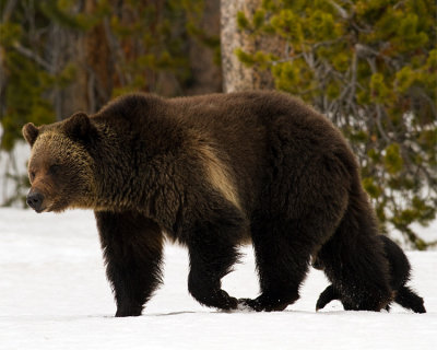 Grizzly Sow Sheltering COY Near Lake.jpg