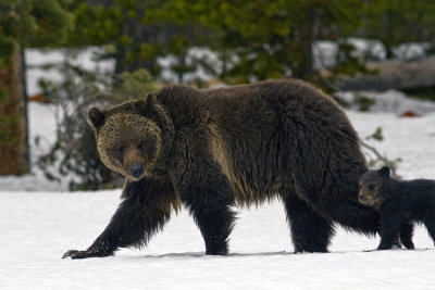 Grizzly Sow and COY in the Snow Near Lake.jpg