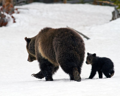Grizzly Sow with COY in the Snow Near Lake.jpg