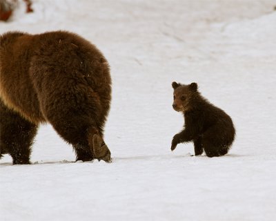 Grizzly COY Following Mom at Lake.jpg