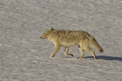 Coyote in the Snow at Canyon.jpg