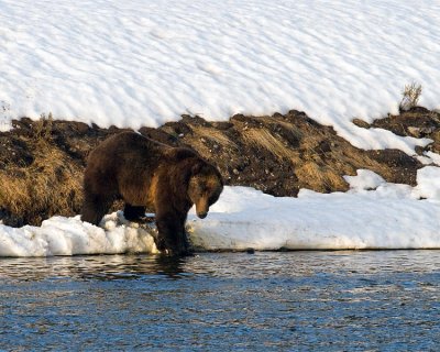 Grizzly Boar at LeHardy Rapids.jpg