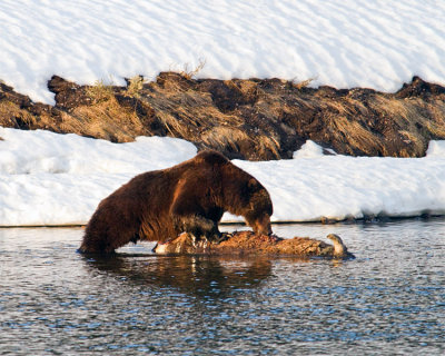 Grizzly Boar Eating a Bison Carcass at LeHardy Rapids.jpg