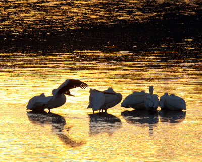 Pelican Dawn.jpg