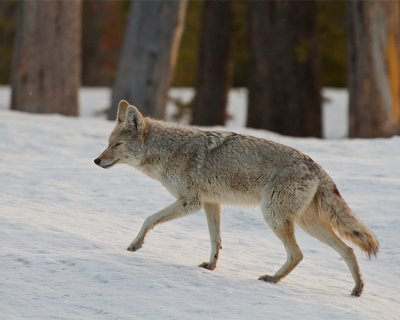 Coyote in the Snow at Lake.jpg