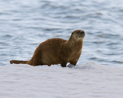 Otter at Mary Bay.jpg