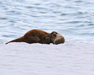 Otter Rolling in the Snow.jpg