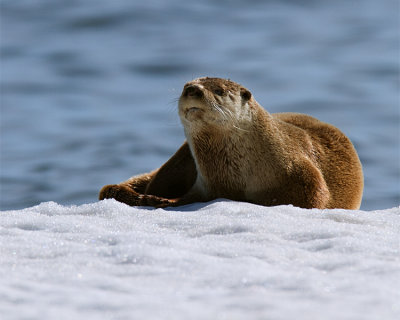 Otter on the Ice at Mary Bay.jpg