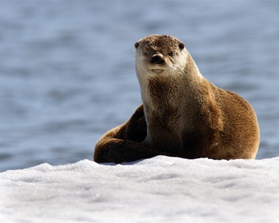 Otter Sitting on the Ice.jpg