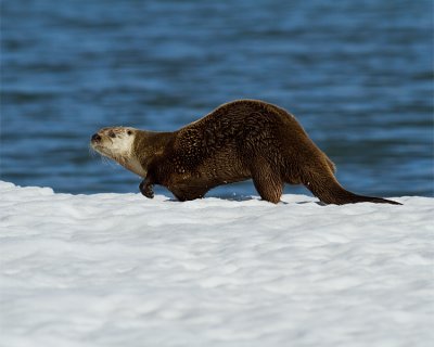 Otter Slinking Along the Snow at Mary Bay.jpg