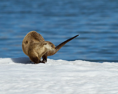 Otter Walking on the Ice.jpg