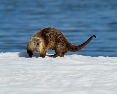 Otter with Tail Pointing.jpg