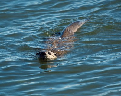 Otter Swimming.jpg