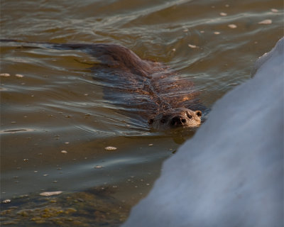 Otter Swimming by the Ice at Mary Bay.jpg