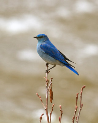 Mountain Bluebird by the Confluence.jpg