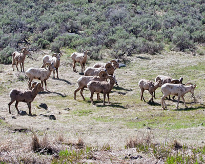 Bighorns in the Meadow.jpg