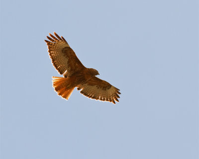 Red Tail Hawk Dark Morph.jpg