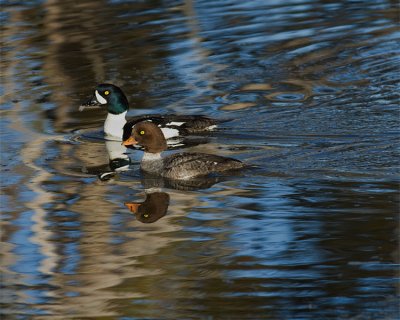 Golden Eye Ducks in Sedge Creek.jpg