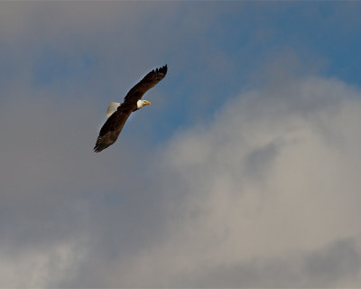 Bald Eagle at Mary Bay.jpg