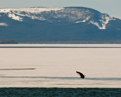 Bald Eagle Against the Mountains at Mary Bay.jpg