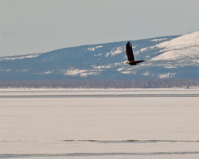 Bald Eagle Flying Over Mary Bay.jpg