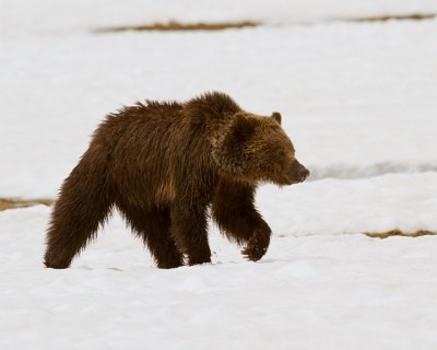 Grizzly in the Snow Near Indian Creek Campground.jpg