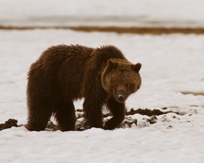 Grizzly Digging in the Snow Near Indian Creek Campground.jpg
