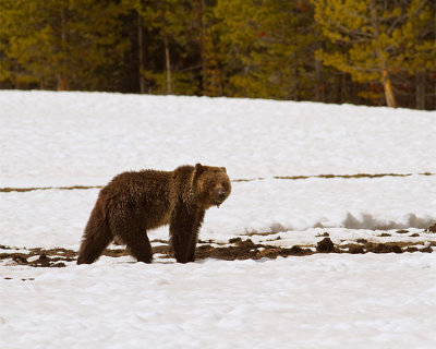 Grizzly Near Indian Creek Campground in the Snow.jpg