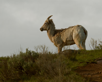 Big Horn Sheep Ewe Above Yellowstone Picnic Area.jpg