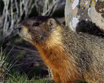 Marmot Closeup.jpg