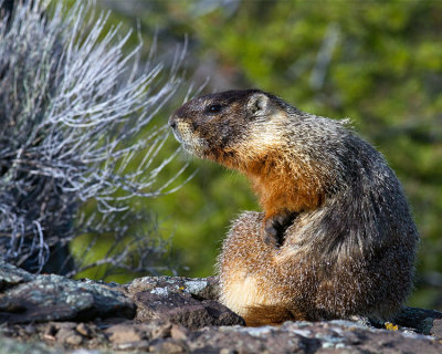 Marmot Profile.jpg