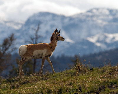 Pronghorn with Mountains.jpg