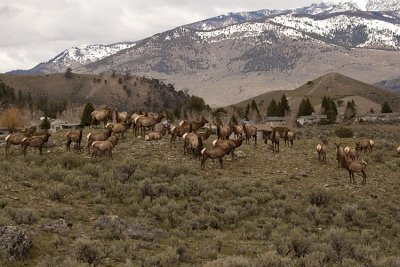 Elk Herd Near Mammoth.jpg