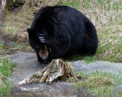 Black Bear Washing Himself Near Tower.jpg