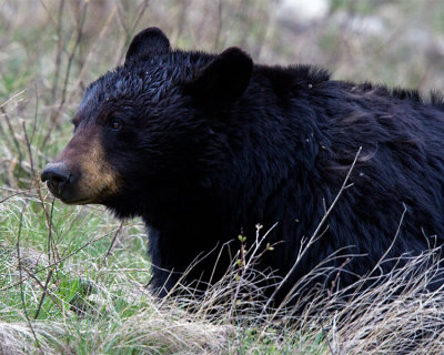 Black Bear in the Sage Near Tower.jpg