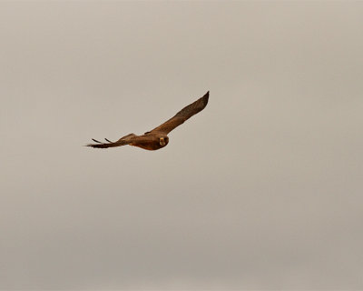 Red Tail Hawk in Flight.jpg