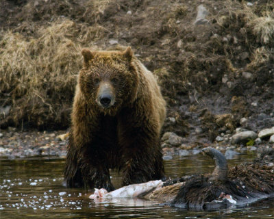 Second Grizzly on the Carcass Near LeHardy Rapids Staring into the Camera.jpg