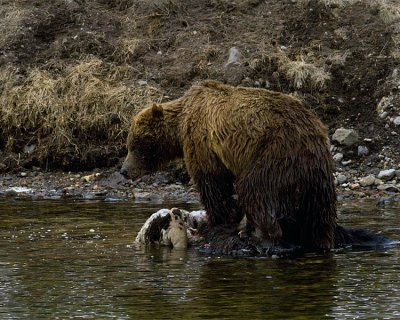 Second Grizzly at LeHardy Rapids Standing on the Carcass.jpg