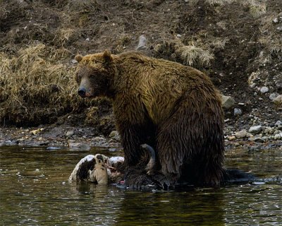 Second Grizzly Standing on the Carcass at LeHardy Rapids.jpg
