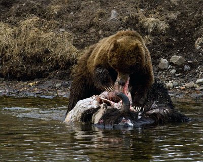 Second Grizzly with a Mouthful of Bison.jpg