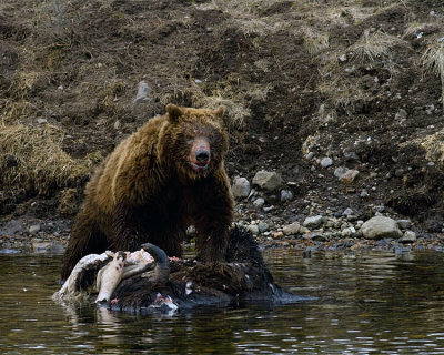 Second Grizzly Standing on the Bison Carcass.jpg