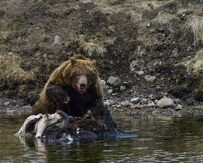 Second Grizzly at LeHardy Rapids Lunging Across Carcass.jpg