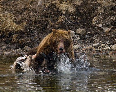 Second Grizzly Lunging into the River at LeHardy Rapids.jpg