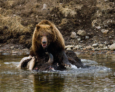 Second Grizzly Guarding Carcass at LeHardy Rapids.jpg