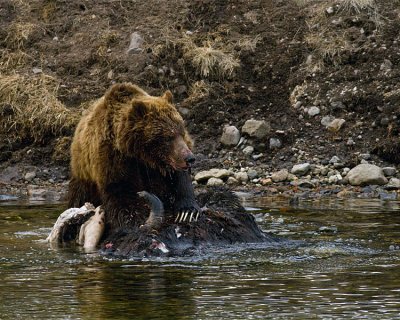 Second Grizzly on the Bison Carcass.jpg